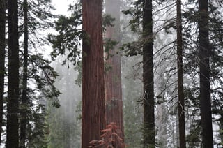 See Giant Sequoias