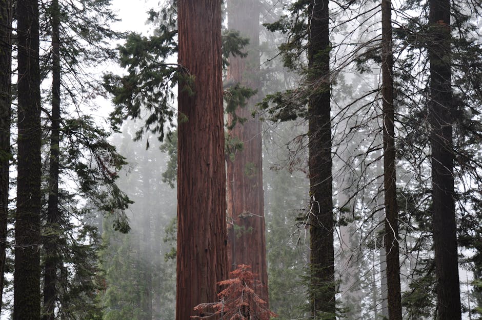 See Giant Sequoias