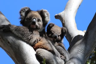 See Koalas in Australia