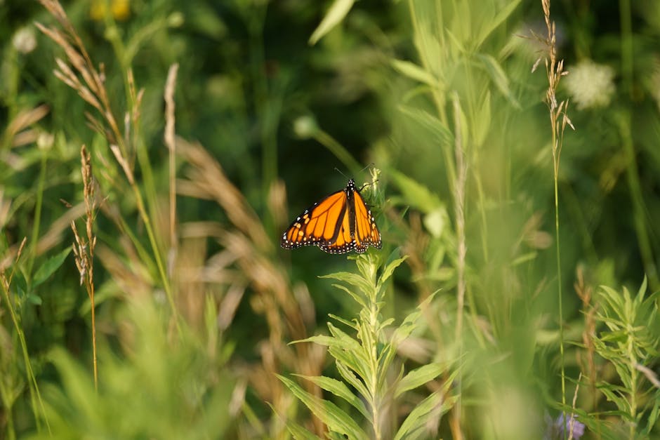 See Monarch Butterfly Migration