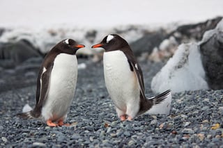 See Penguins in the Wild
