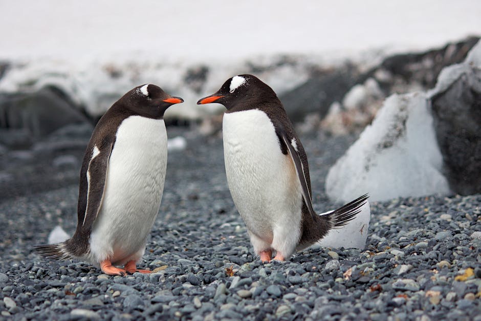 See Penguins in the Wild