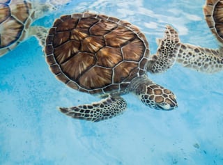 See Sea Turtles