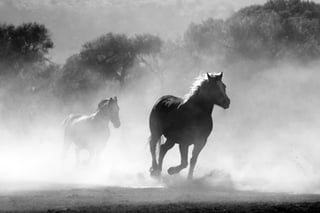 See Wild Horses