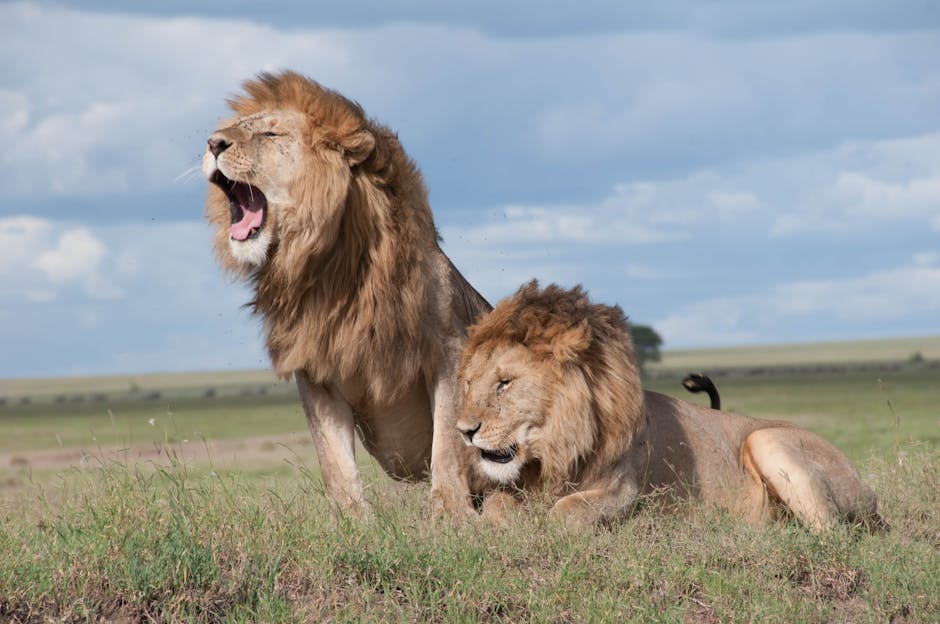 See Wild Lions