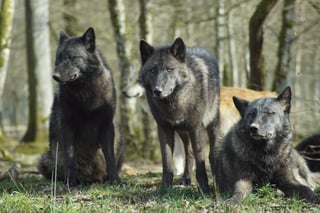 See Wild Wolves
