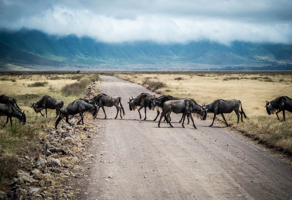See Wildebeest Migration