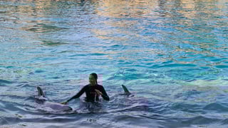 Swim with Dolphins