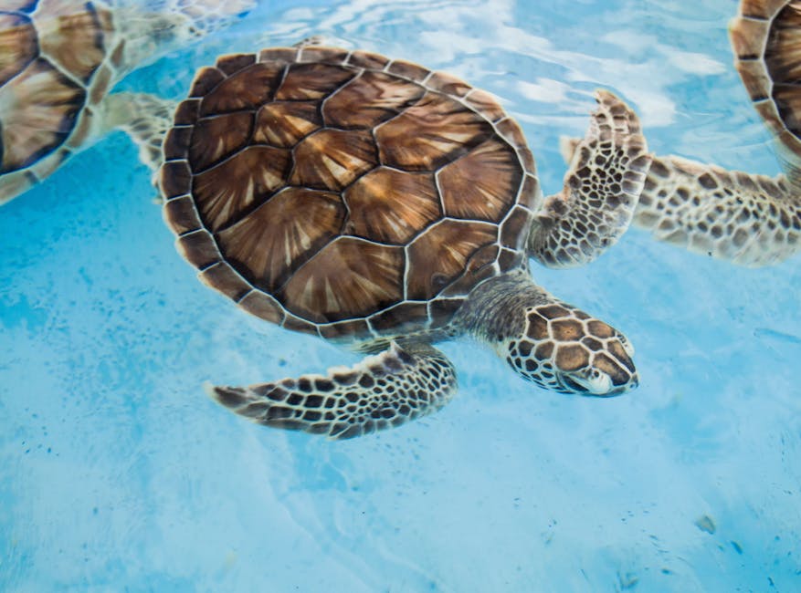 Swim with Sea Turtles