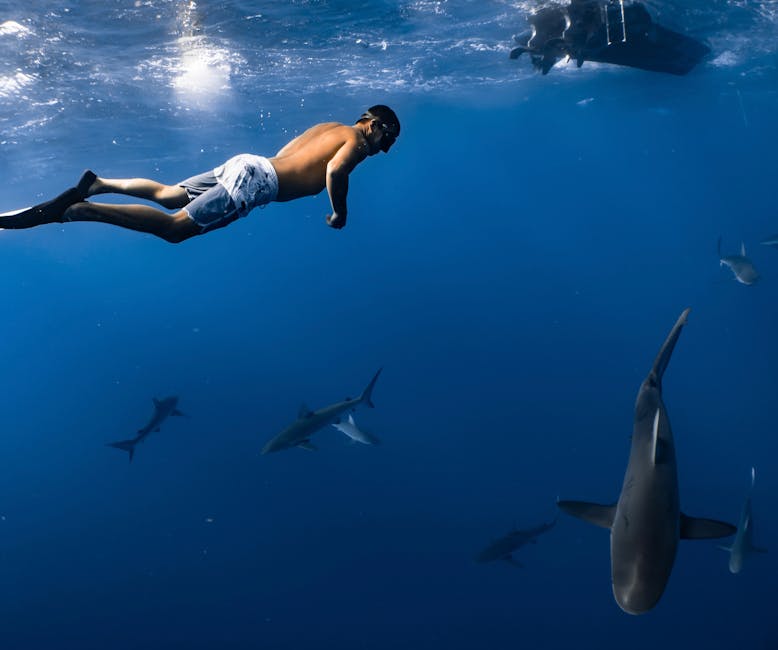 Swim with Sharks