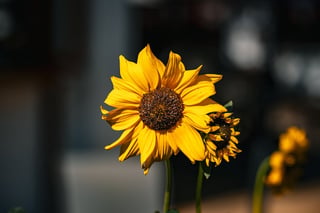 Take Macro Photos of Insects