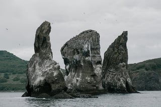 Try Wildlife Photography