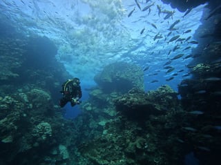 Visit a Coral Reef