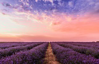Visit a Lavender Field
