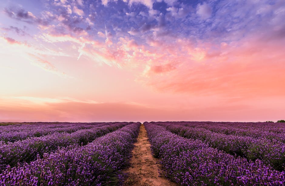 Visit a Lavender Field