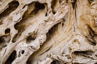 Visit an Old Growth Forest