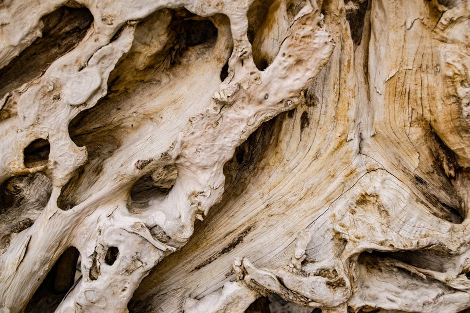 Visit an Old Growth Forest