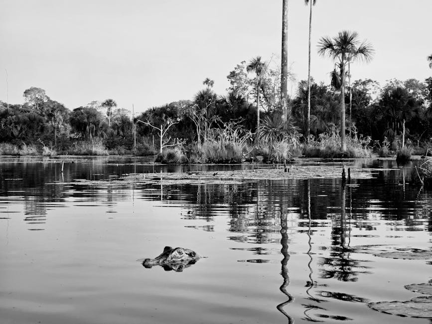 Visit the Amazon Rainforest