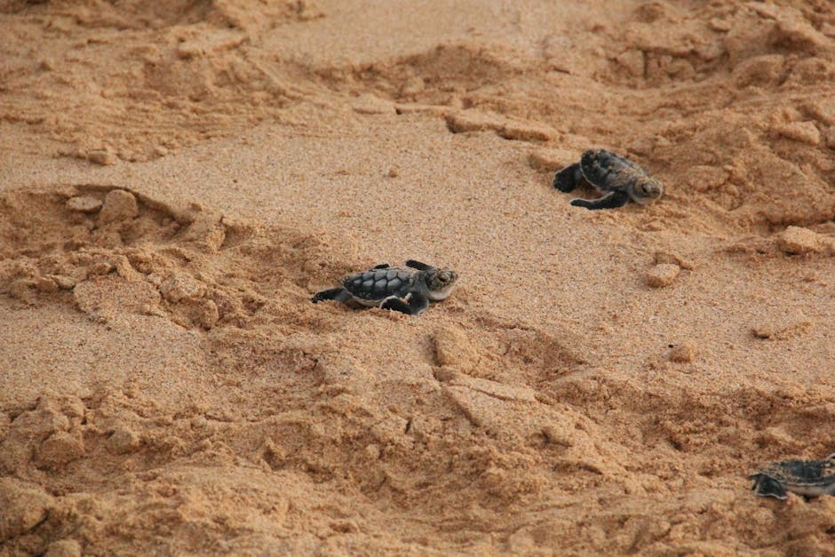 Watch Sea Turtles Hatch