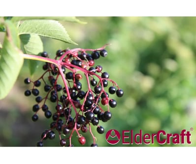 You are currently viewing 享譽國際！ElderCraft® 成為世界級獎項常勝軍