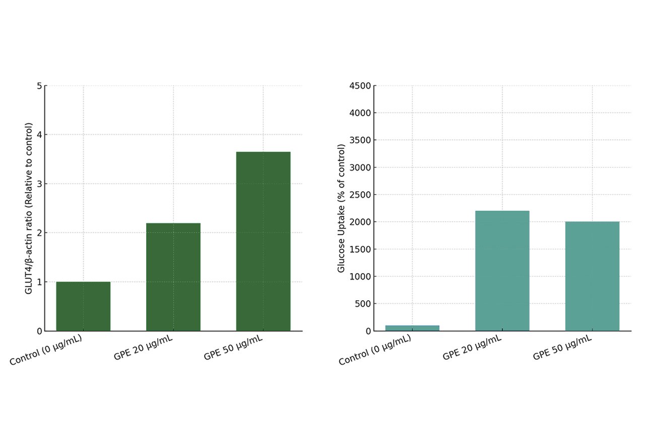 ActivAMP 能夠促進葡萄糖轉運蛋白表現，促進細胞對葡萄糖的回收，並有助調節血糖。