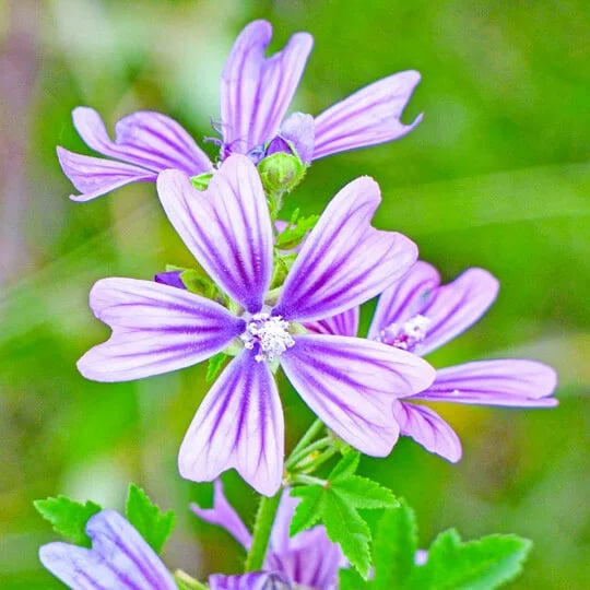 錦葵是一種錦葵屬植物，其花、葉富含花青素、類黃酮，以及獨特的錦葵黏多醣 (或稱錦葵黏質)。
