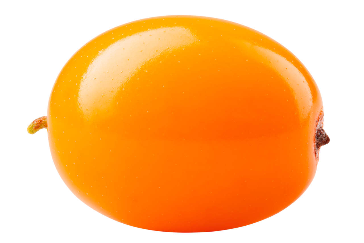 大果沙棘示意圖