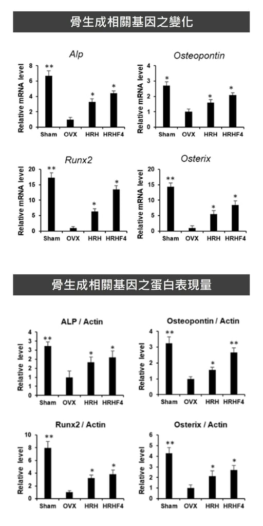 沙棘能夠提升造骨相關基因與蛋白質的表現