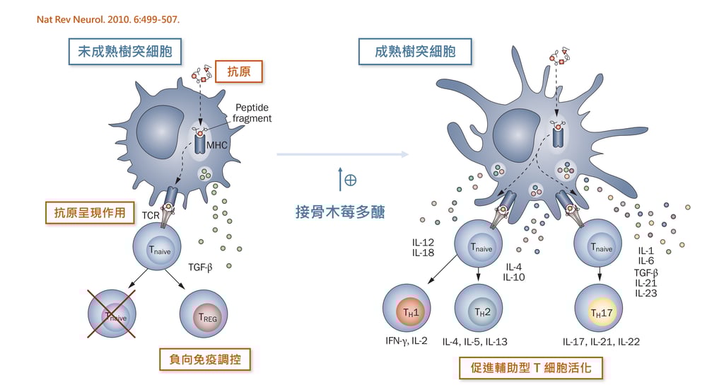 接骨木莓多醣能夠促進樹突細胞成熟，發揮免疫調節的功能