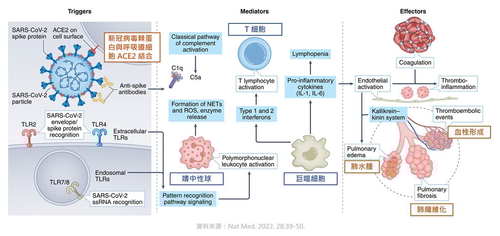 新冠病毒主要透過其棘蛋白與宿主細胞 ACE2 結合為感染途徑，並可能導致肺水腫、肺纖維化及血栓形成等病症。