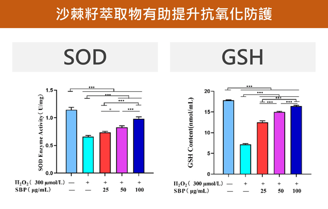 沙棘籽萃取物能夠提升皮膚細胞的抗氧化酵素表現。