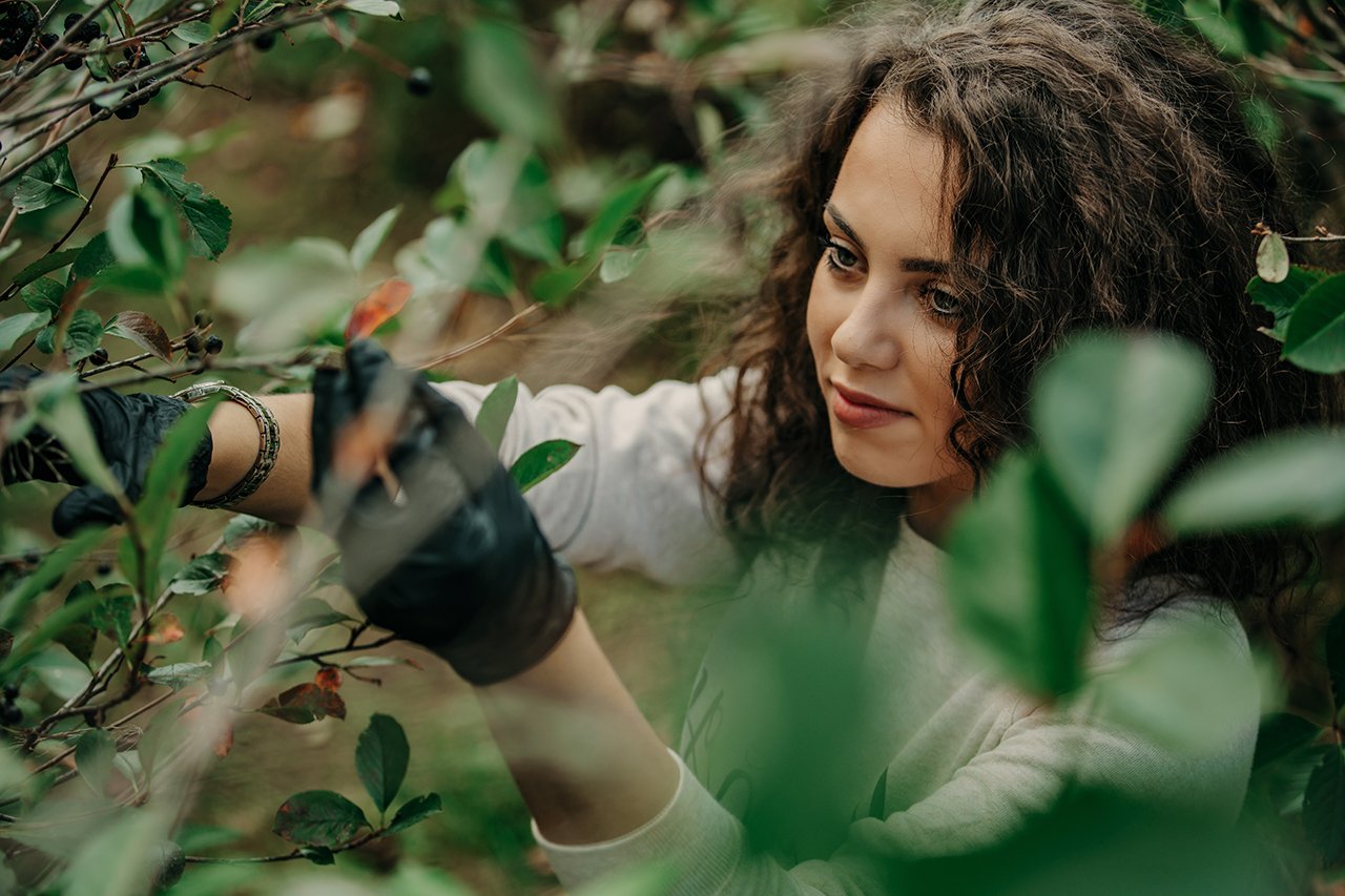 野櫻梅原產於北美洲，富含多酚與花青素，具有極高的抗氧化力，傳統用於治療疾病或營養補充。