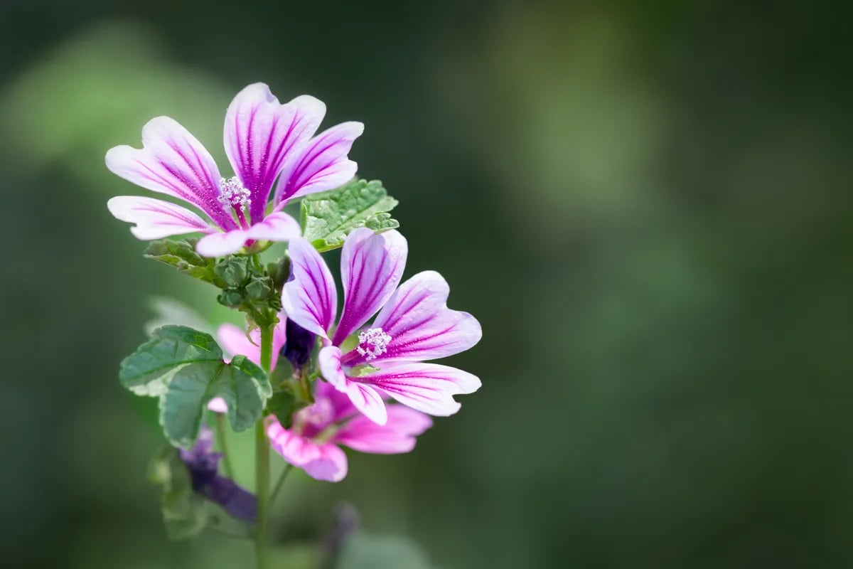 歐錦葵是歐洲傳統使用的藥用植物，富含錦葵多醣 (黏液) 及錦葵素，常用於治療消化道疾病，如消化道潰瘍、便秘等。