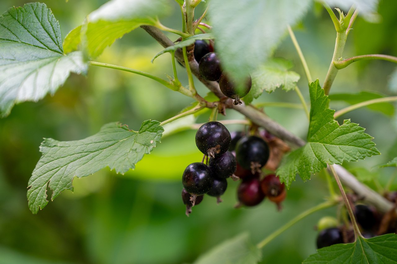 布萊克唐 (Blackdown) 是英國經典的黑醋栗品種，其果實飽滿多汁，並帶有特殊的麝香氣味，為許多果酒釀製的指定品種。