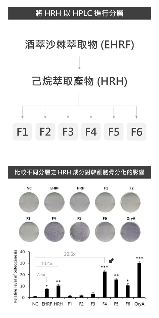 沙棘具有促進間葉幹細胞分化成造骨細胞的作用