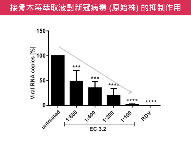 接骨木莓 萃取物能夠抑制 新冠病毒 (原始株)
