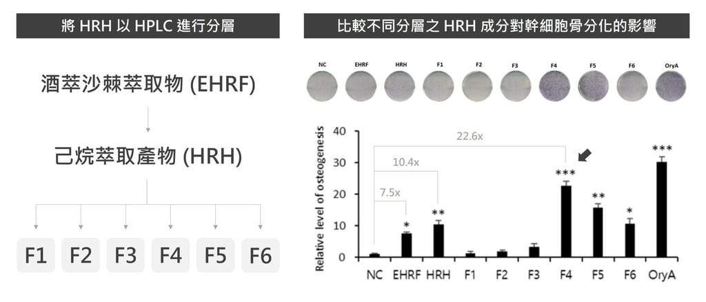 沙棘具有促進間葉幹細胞分化成造骨細胞的作用
