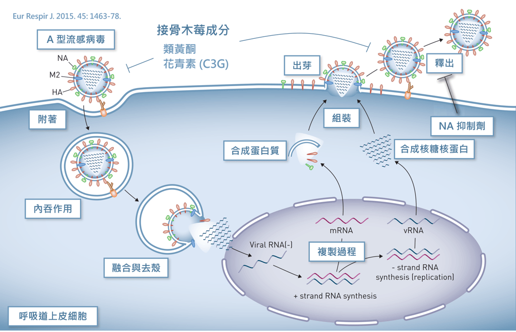 接骨木莓的類黃酮及花青素具有抑制流感病毒附著及複製的效果
