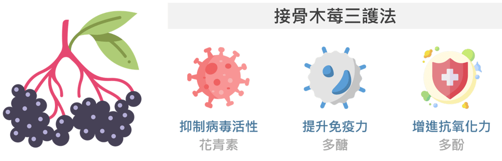 接骨木莓能夠抑制病毒活性、提升免疫力及抗氧化力