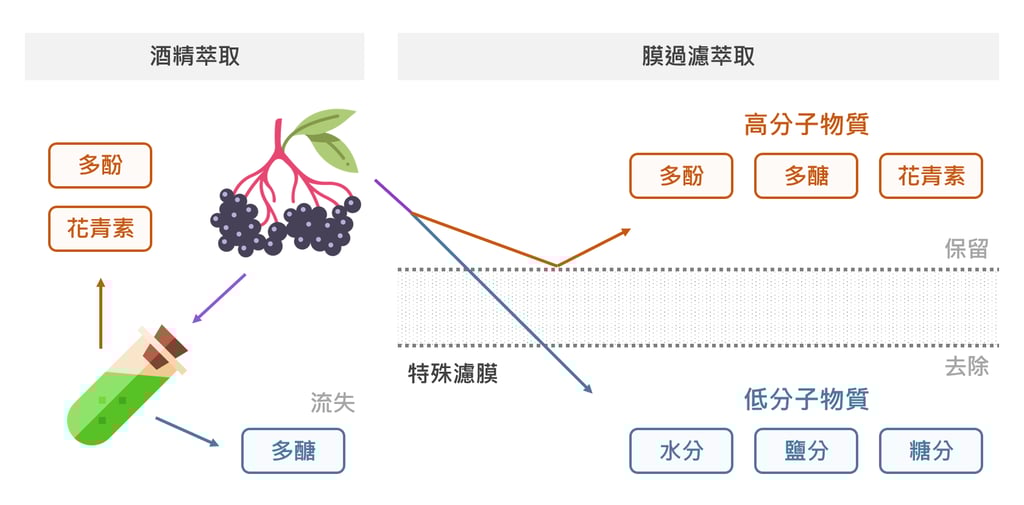膜過濾萃取技術能夠保留更完整的接骨木莓營養