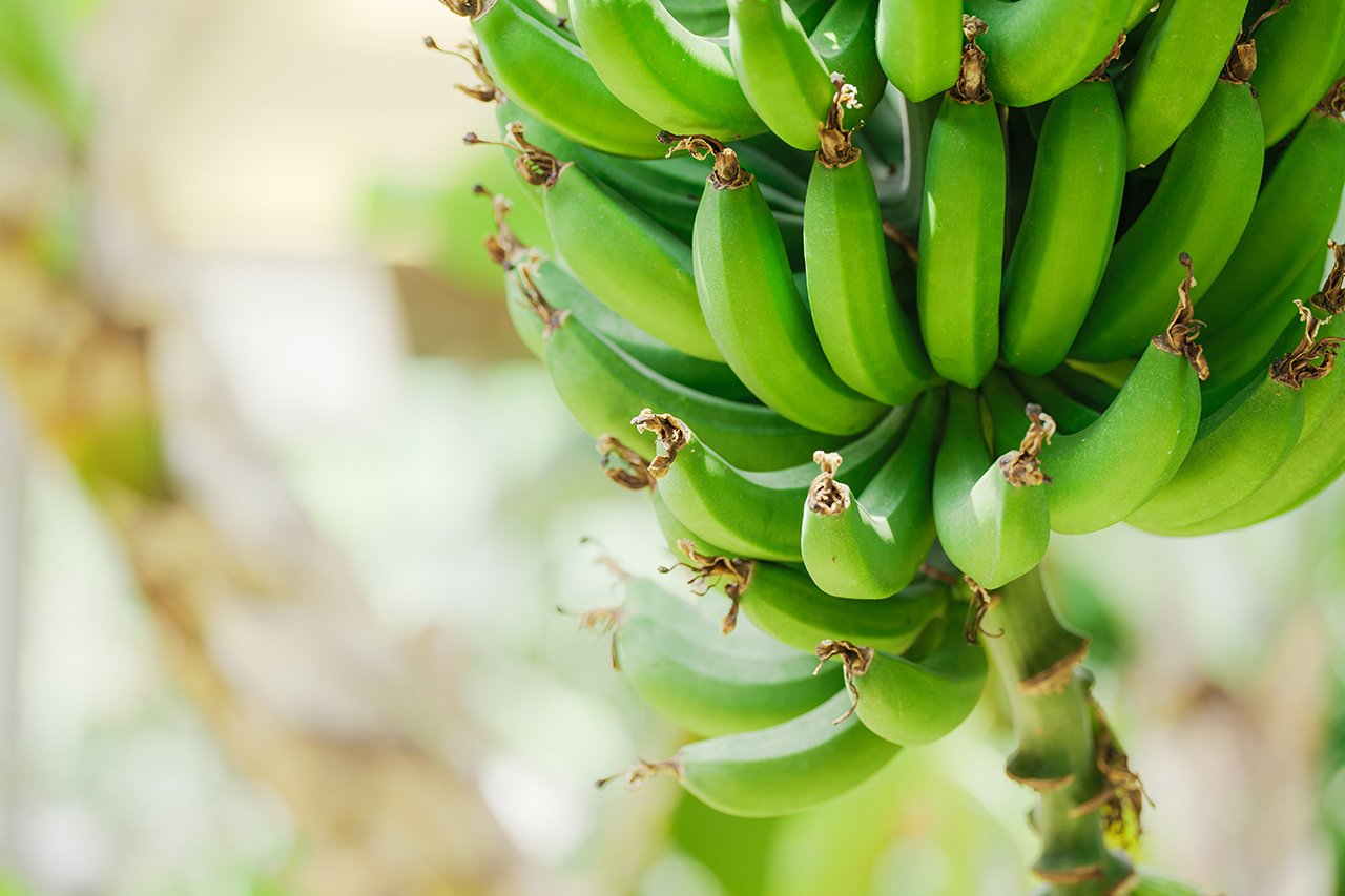 Banatin 採用南美洲生產的有機香蕉。