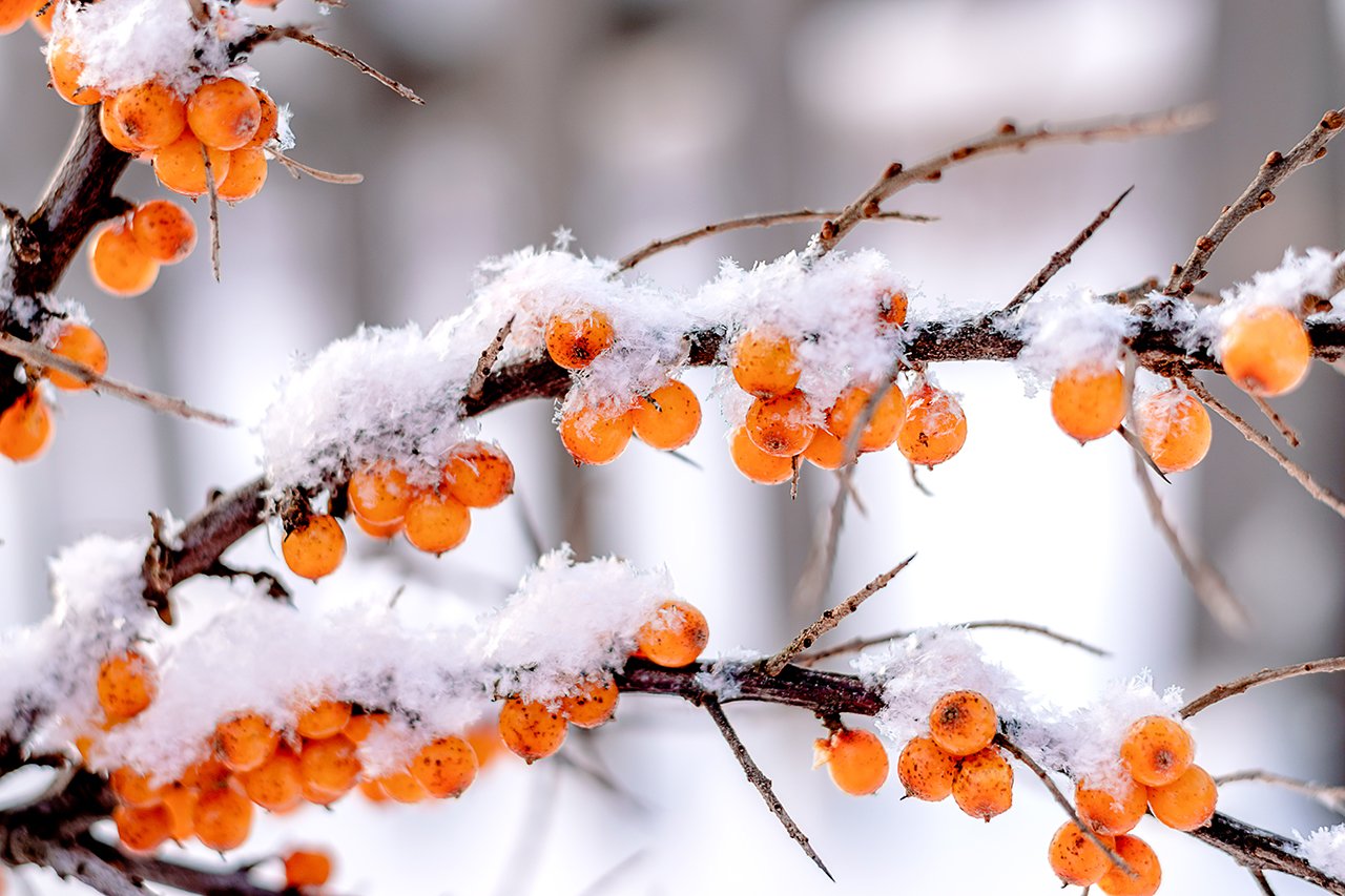 小果沙棘主要生長在高海拔地區，具有強大的環境適應力，以及更豐富的藥用或營養價值。