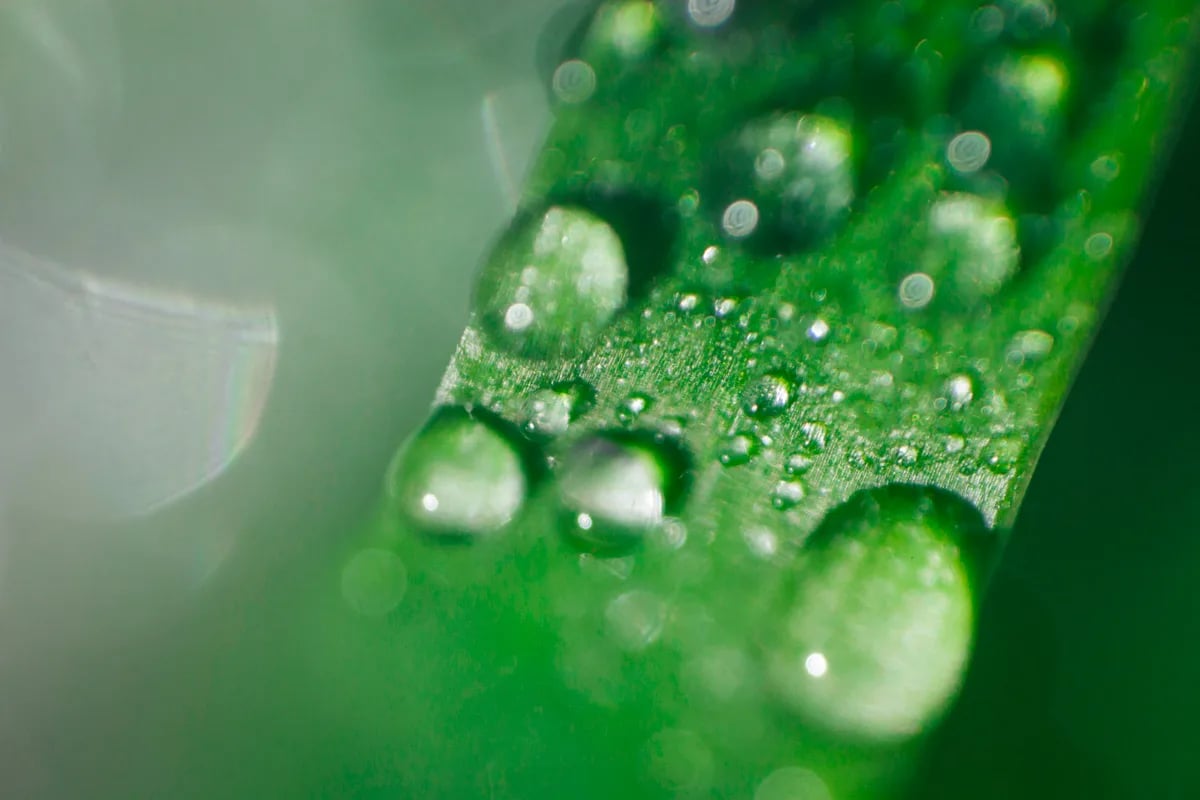 歐錦葵富含天然黏質 (多醣類)，具有滋潤消化道黏膜與糞便的效果，並且不會造成任何腹瀉、腹痛的情形。