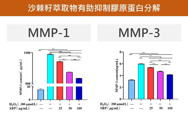 沙棘籽萃取物能夠抑制氧化壓力所誘導的膠原蛋白分解酵素。