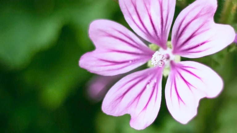 錦葵 (Malva sylvestris) 富含錦葵素及錦葵多醣，具有促進胃黏膜、皮膚與腸道健康，幫助排便順暢的功效。