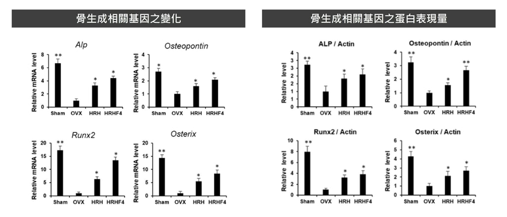 沙棘能夠提升造骨相關基因與蛋白質的表現
