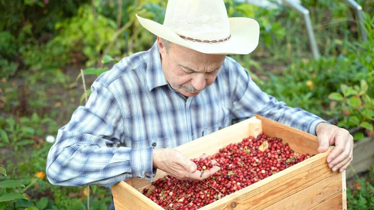 全球氣候變遷正衝擊著蔓越莓產業，包含乾旱、洪水、霜凍等因素，都可能使蔓越莓產量大幅減少，加上日益增長的消費需求，未來蔓越莓供應鏈管理勢必將更加困難。