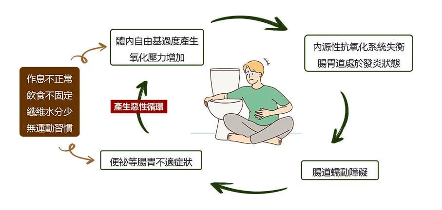 便秘與腸道氧化發炎之間，為一種環環相扣的惡性循環。如便秘增加腸道發炎，並導致蠕動障礙，進而讓便秘變得更加嚴重。