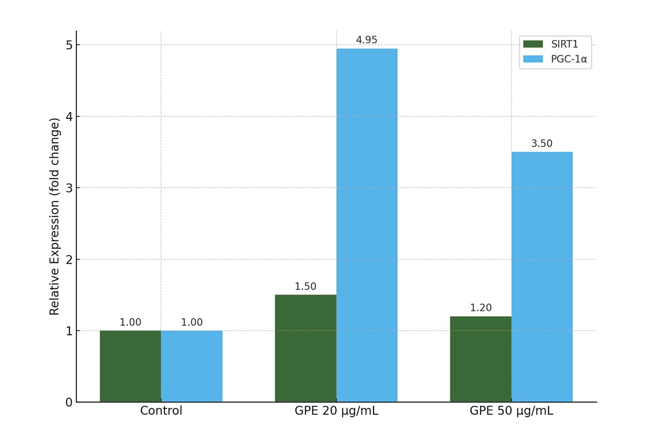 ActivAMP 能夠提升 SIRT1 與 PGC-1α 的基因表現，進而促進能量代謝調控。