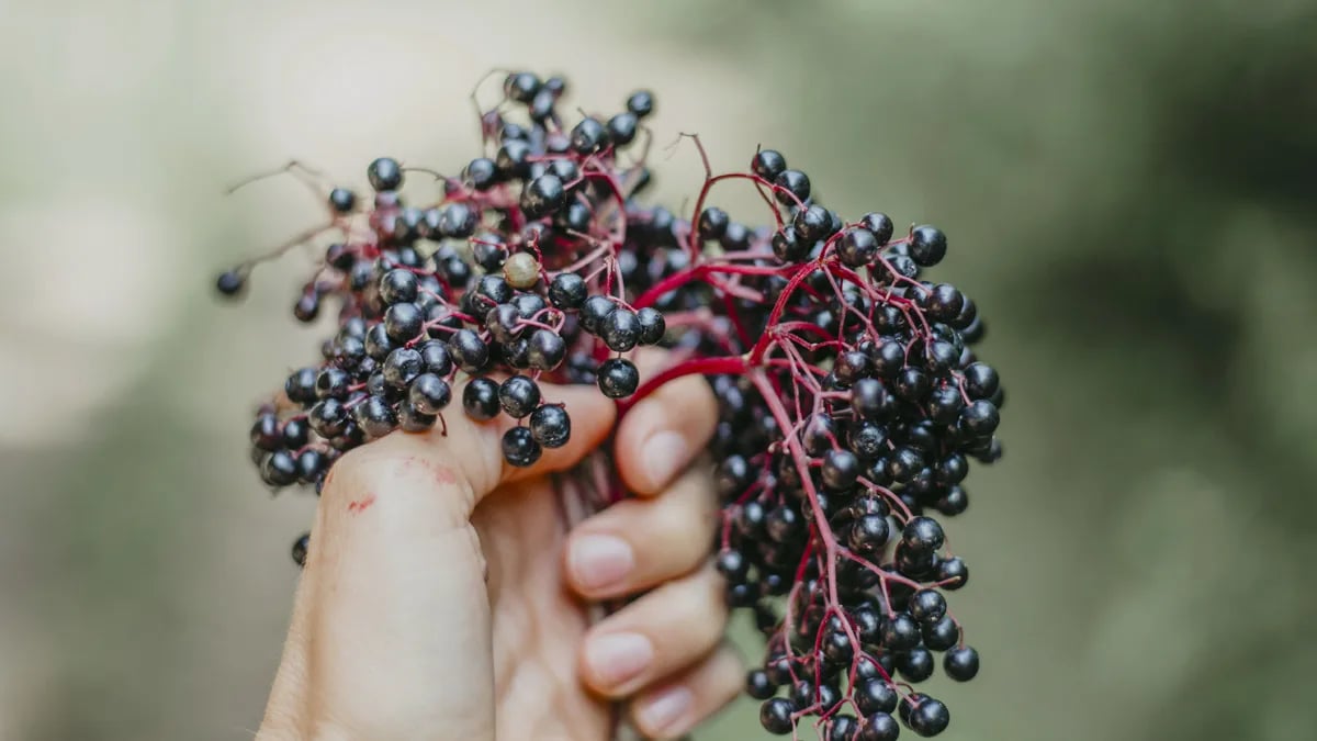 Read more about the article 每日兩杯接骨木莓汁，幫助瘦身減重的新選擇？